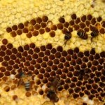Apa Itu Propolis ?