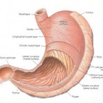 Gangguan Pencernaan Dyspepsia